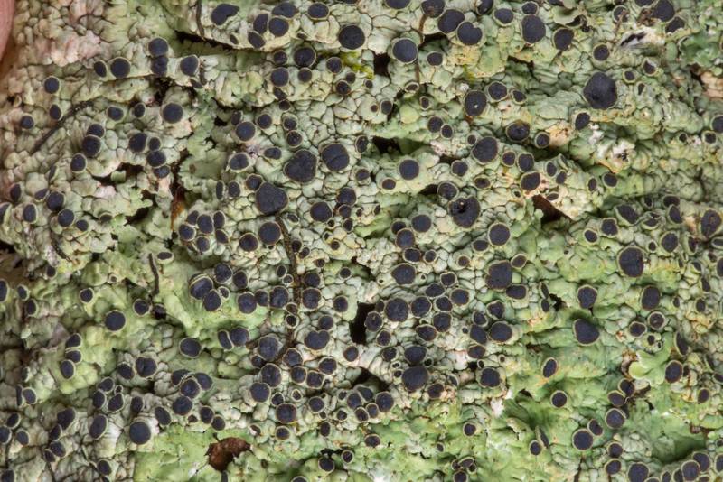 Medallion lichen (<B>Dirinaria confusa</B>) with black apothecia in Washington-on-the-Brazos State Historic Site. Washington, Texas, <A HREF="../date-en/2019-01-23.htm">January 23, 2019</A>