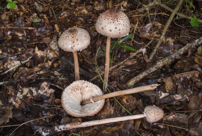 Parasol mushrooms (<B>Macrolepiota procera</B>) in Lick Creek Park. College Station, Texas, <A HREF="../date-en/2019-06-30.htm">June 30, 2019</A>