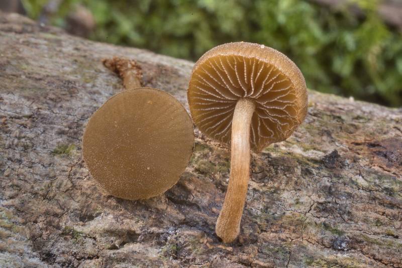 Dingy twiglet mushrooms (<B>Simocybe centunculus</B>) on an oak log in Big Creek Scenic Area of Sam Houston National Forest. Shepherd, Texas, <A HREF="../date-en/2020-01-19.htm">January 19, 2020</A>