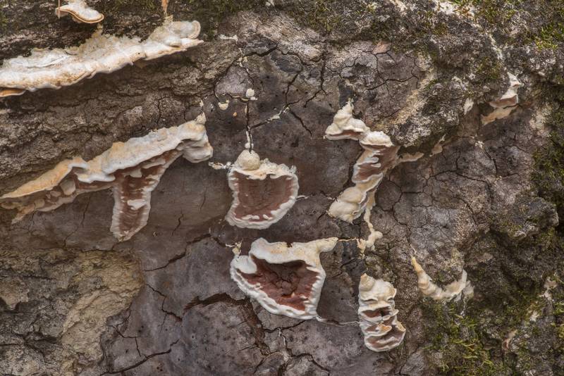 Polypore mushrooms Gelatoporia dichroa (Gloeoporus dichrous, Vitreoporus dichrous) over old crust fungus Fulvifomes johnsonianus (Phellinus johnsonianus)(?) on a fallen oak in area of Caney Creek crossing on Lone Star Hiking Trail in Sam Houston National Forest near Huntsville, Texas, February 9, 2020