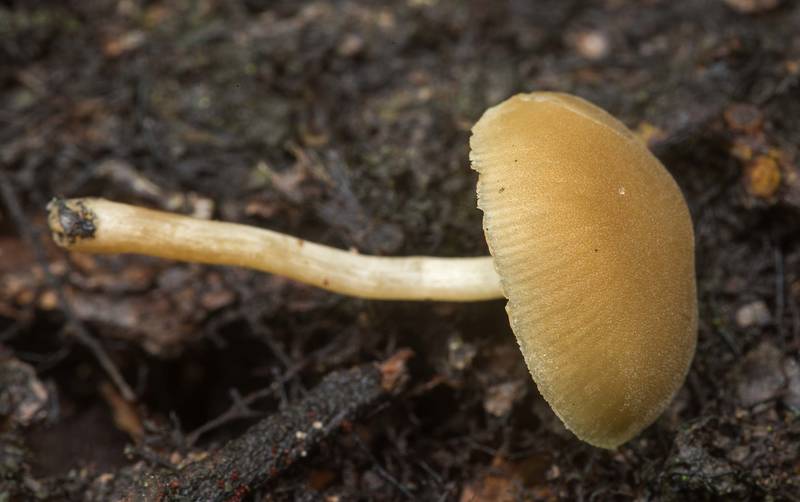 Dingy twiglet mushroom (<B>Simocybe centunculus</B>) on a log on Lone Star Hiking Trail near Pole Creek in Sam Houston National Forest. Richards, Texas, <A HREF="../date-en/2020-03-22.htm">March 22, 2020</A>
