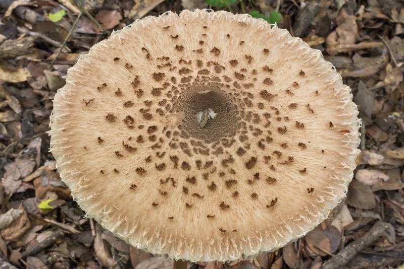 Upper view of parasol mushroom (Macrolepiota procera) in Lick Creek Park. College Station, Texas, May 22, 2020