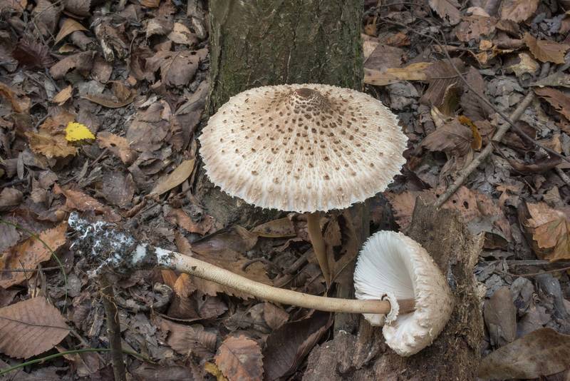 Parasol mushrooms (<B>Macrolepiota procera</B>) at the base of elm(?) tree in Lick Creek Park. College Station, Texas, <A HREF="../date-en/2020-08-23.htm">August 23, 2020</A>