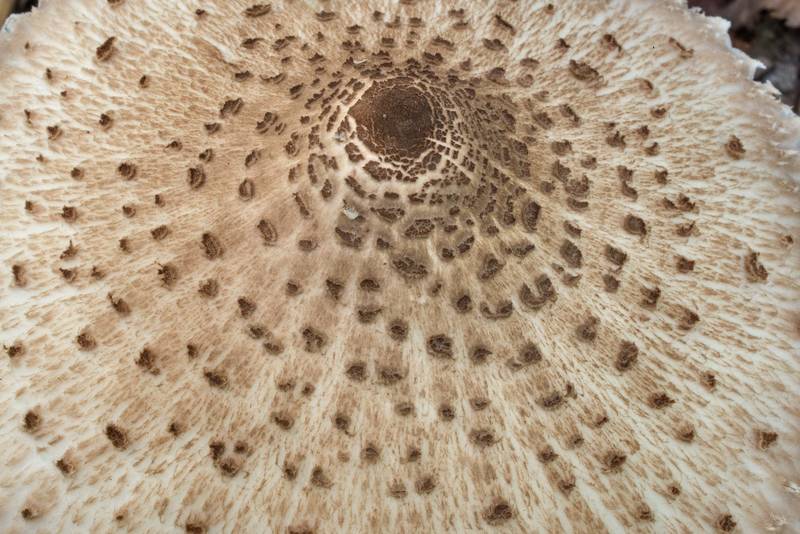 Texture of parasol mushroom (<B>Macrolepiota procera</B>) in Lick Creek Park. College Station, Texas, <A HREF="../date-en/2020-08-23.htm">August 23, 2020</A>
