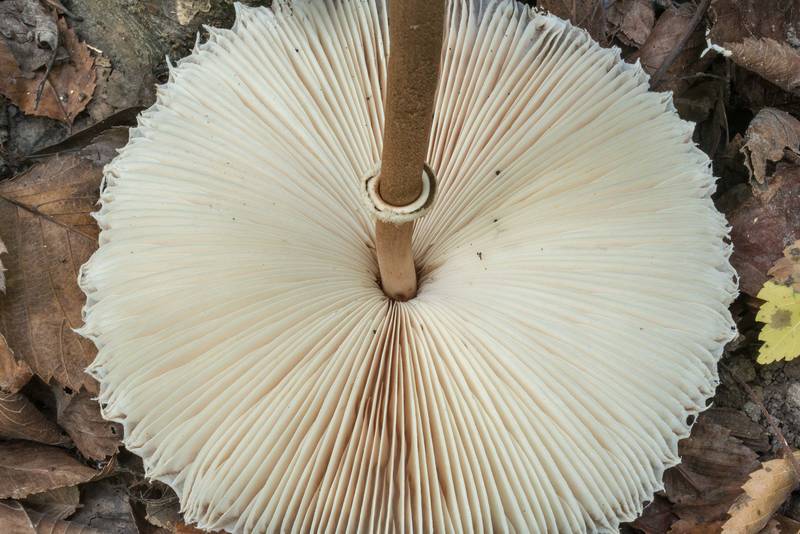 Underside of parasol mushroom (Macrolepiota procera) in Lick Creek Park. College Station, Texas, August 23, 2020