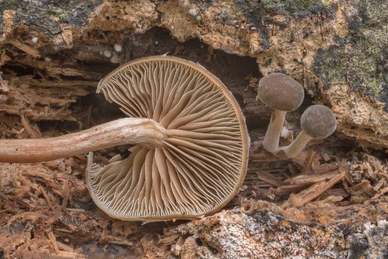Underside of dingy twiglet mushrooms (<B>Simocybe centunculus</B>) on a large fallen oak tree on Caney Creek section of Lone Star Hiking Trail in Sam Houston National Forest north from Montgomery. Texas, <A HREF="../date-en/2020-08-30.htm">August 30, 2020</A>