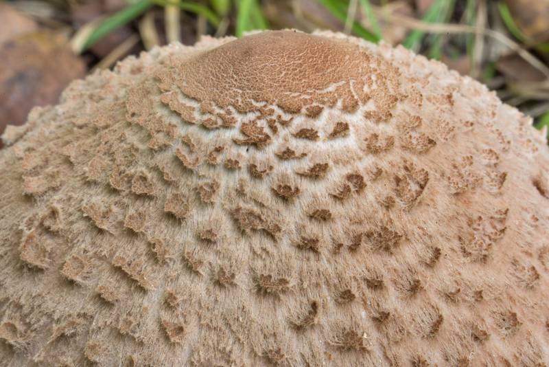 Scaly cap of a parasol mushroom (Macrolepiota procera) on Caney Creek Trail (Little Lake Creek Loop Trail) in Sam Houston National Forest north from Montgomery. Texas, October 4, 2020