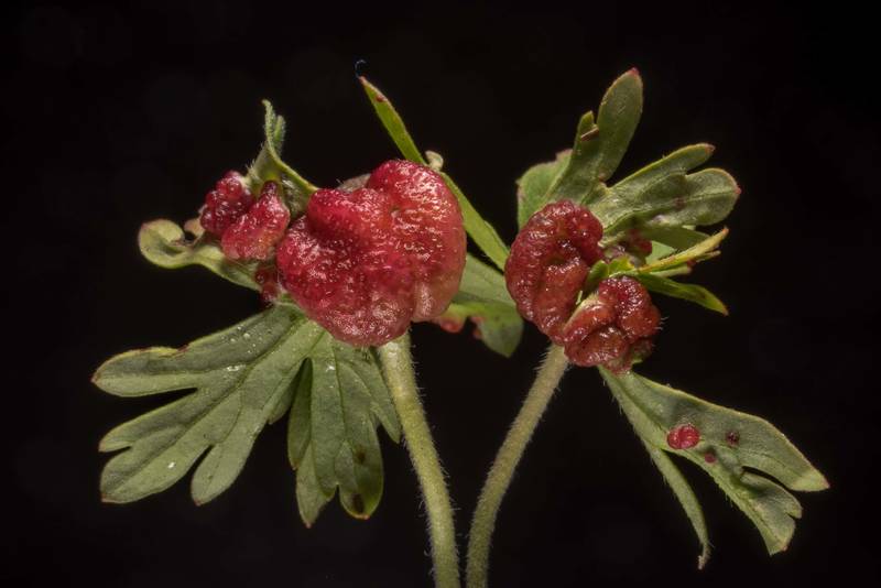 Leaves of crane's bill (Geranium carolinianum) with red galls caused by wart disease (false rust) by fungus Synchytrium geranii (Chytrids) taken from Bee Creek Park. College Station, Texas, March 23, 2021
