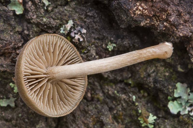Side view of dingy twiglet mushroom (<B>Simocybe centunculus</B>) on an oak log on Caney Creek section of Lone Star Hiking Trail in Sam Houston National Forest north from Montgomery. Texas, <A HREF="../date-en/2021-07-16.htm">July 16, 2021</A>