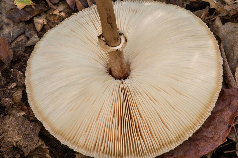 Underside of parasol mushroom (<B>Macrolepiota procera</B>) on Caney Creek Trail (Little Lake Creek Loop Trail) in Sam Houston National Forest north from Montgomery. Texas, <A HREF="../date-en/2021-10-06.htm">October 6, 2021</A>