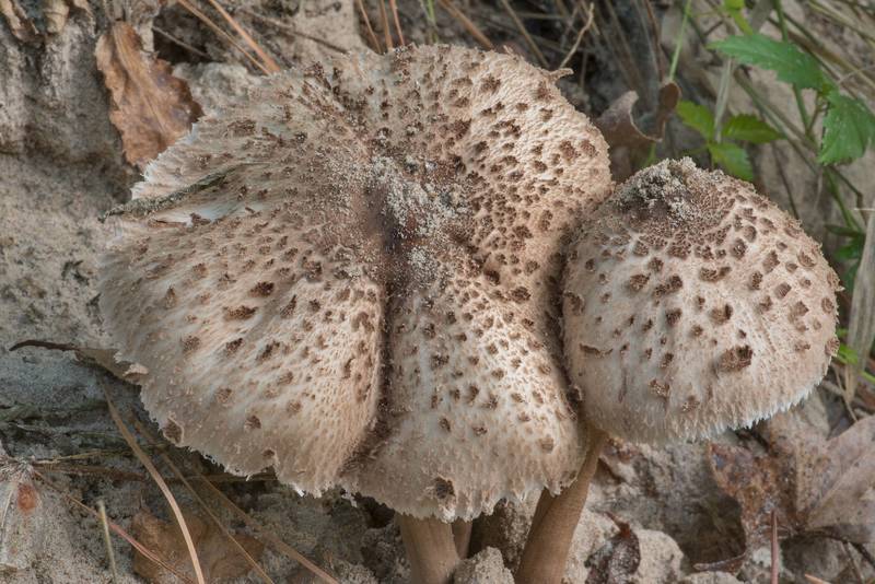 Parasol mushrooms (<B>Macrolepiota procera</B>) on a sandy creek bed on Caney Creek section of Lone Star Hiking Trail in Sam Houston National Forest north from Montgomery. Texas, <A HREF="../date-en/2022-08-21.htm">August 21, 2022</A>