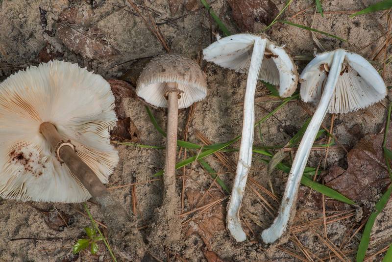 Parasol mushrooms (Macrolepiota procera) on sand of a dried creek on Caney Creek section of Lone Star Hiking Trail in Sam Houston National Forest north from Montgomery. Texas, August 21, 2022