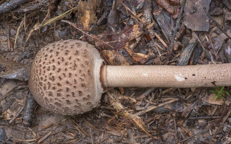 Side view of young parasol mushroom (Macrolepiota procera) on Lone Star Hiking Trail near Pole Creek in Sam Houston National Forest. Richards, Texas, September 3, 2022