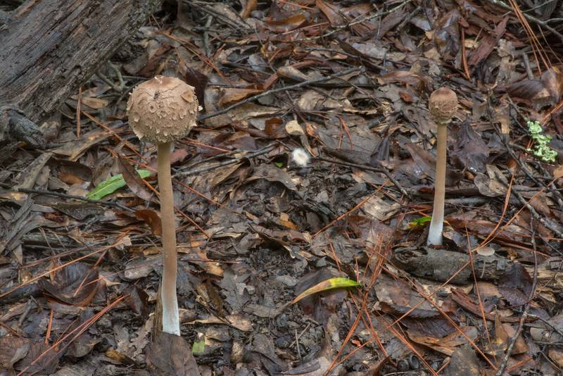 Young parasol mushrooms (Macrolepiota procera) on Caney Creek Trail (Little Lake Creek Loop Trail) in Sam Houston National Forest north from Montgomery. Texas, September 4, 2022