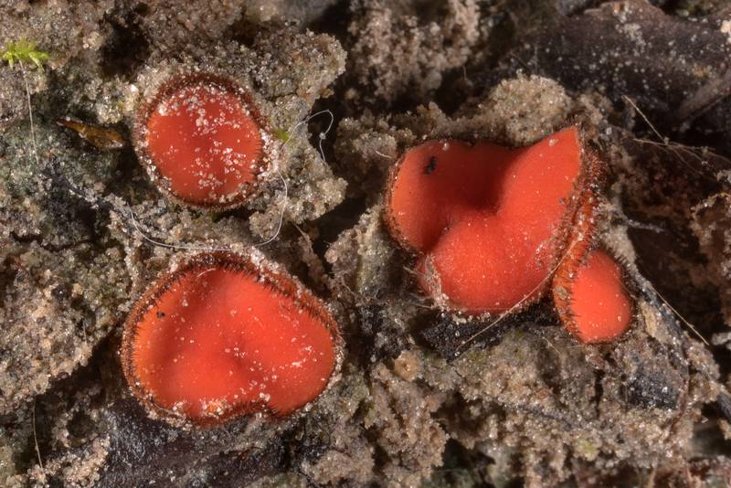 Orange Ascomycete mushrooms Scutellinia nigrohirtula(?) or may be S. subhirtella with somewhat short hairs, or immature short-haired S. crinita on a sandy wet side of a road with thin moss near a creek in Lick Creek Park. College Station, Texas, March 7, 2023