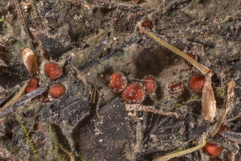 Tiny orange cups of Ascomycete mushrooms <B>Scutellinia nigrohirtula</B>(?) or may be S. subhirtella with somewhat short hairs, or immature short-haired S. crinita on a sandy wet side of a road with thin moss near a creek in Lick Creek Park. College Station, Texas, <A HREF="../date-en/2023-03-10.htm">March 10, 2023</A>