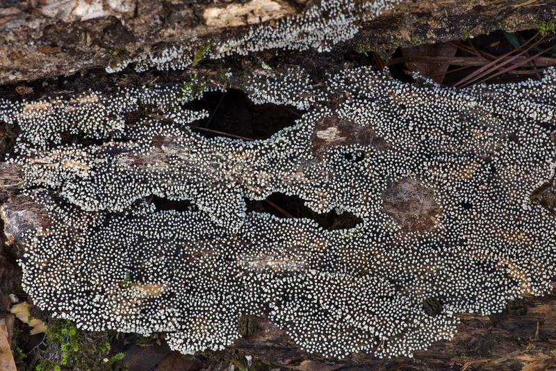 White immature sporangia of slime mold Physarum globuliferum on a rotting log on Stubblefield section of Lone Star hiking trail north from Trailhead No. 6 in Sam Houston National Forest. Texas, April 11, 2023