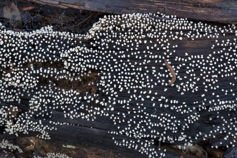 White sporangia balls of slime mold <B>Physarum globuliferum</B> covering wet burned wood on Stubblefield section of Lone Star hiking trail north from Trailhead No. 6 in Sam Houston National Forest. Texas, <A HREF="../date-en/2023-04-11.htm">April 11, 2023</A>