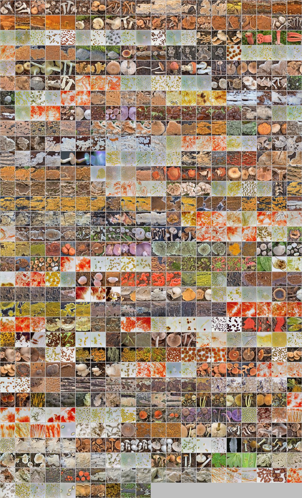 Photomontage of pictures of mushrooms in Russia. Year 2024